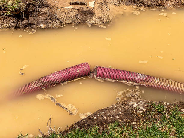 Best Water damage restoration services  in Forest Lake, IL